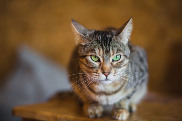 American Short Hair cat with brownish fur and green eyes front on