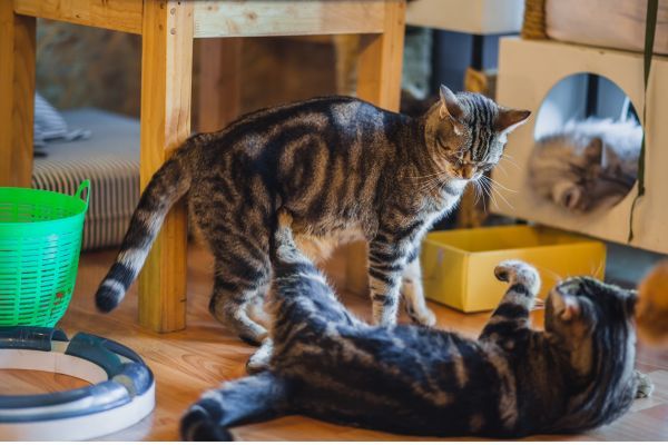Two American Short Hair cats playing indoors