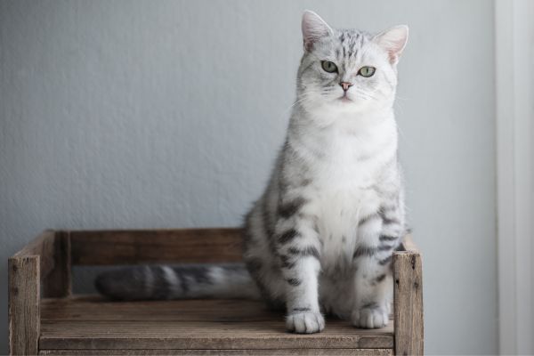 White and grey American Short Hair cat sits on a bench indoors