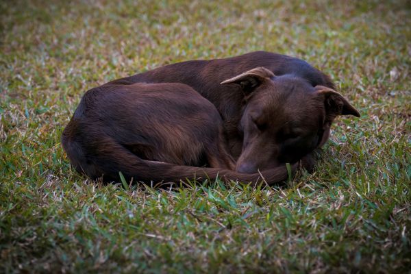 Australian Kelpie Cross dog lying down for a rest on the grass