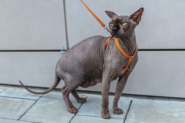 Grey Sphynx cat on a lead stands ready to go for a walk