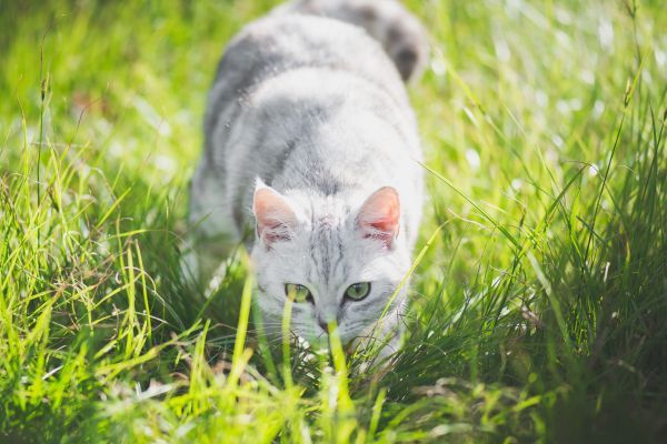 White and pale grey American Short Hair cat stalks in the grass outside