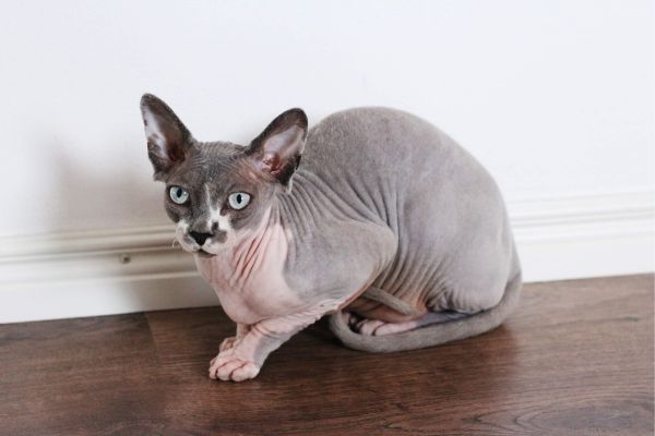 Grey and white Sphynx cat crouches on the wooden floor