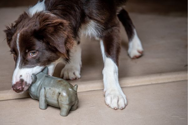 Border Collie Cross