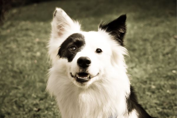 Border Collie Cross