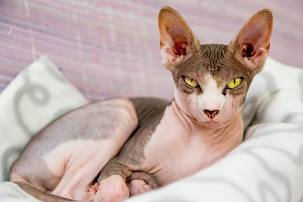 Brown and white Sphynx cat with yellow eyes lies in a bed