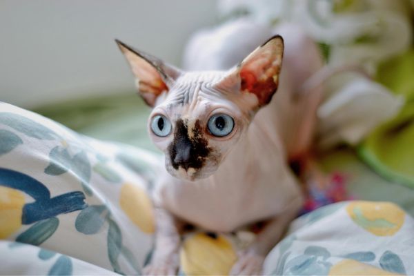 Little white and grey Sphynx cat lies on the bed ready to play