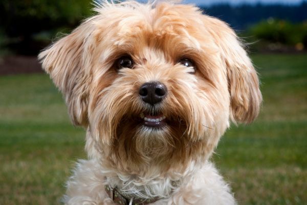 Maltese Cross dog close up of cute face