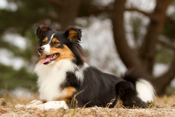 Border Collie Cross