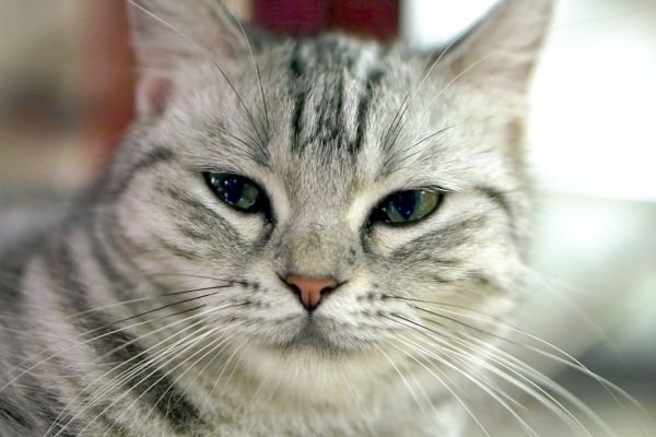 Grey and white American Short Hair cat close up
