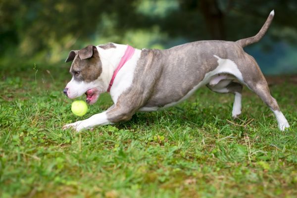 A grey and white Staffordshire Bull Terrier mixed breed dog chasing a ball