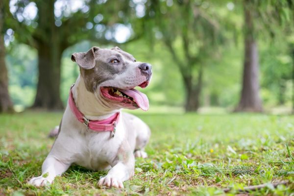 A Staffordshire Bull Terrier mixed breed dog lying in the grass