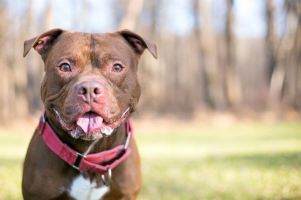 A happy Staffordshire Bull Terrier mixed breed dog
