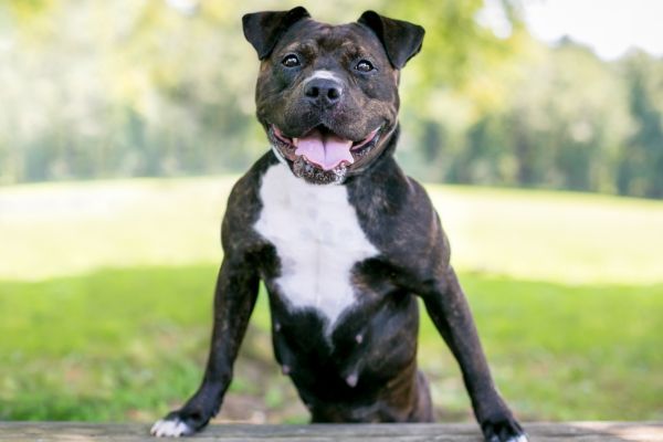 A happy Staffordshire Bull Terrier mixed breed dog