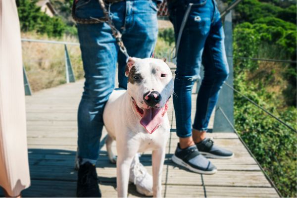 American Staffordshire Bull Terrier mixed breed dog walking with two people in blue jeans