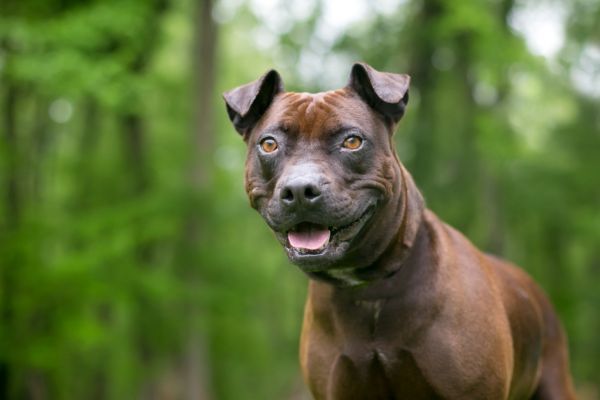 An American Staffordshire Terrier mixed breed dog