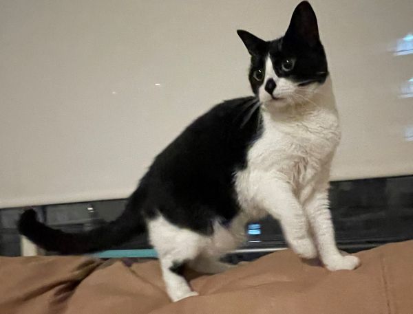 Black and white Domestic cat named Minnie is standing on the back of the couch crop ed