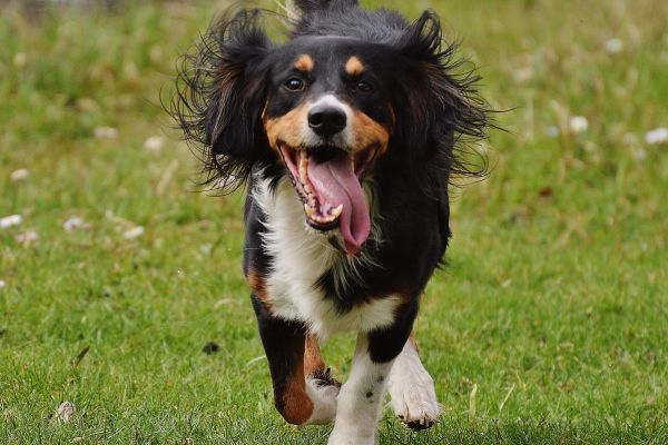 Border Collie Cross