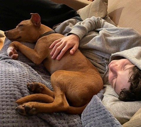 Boy and mixed Amstaff - Staffordshire Terrier dog sleep on the couch
