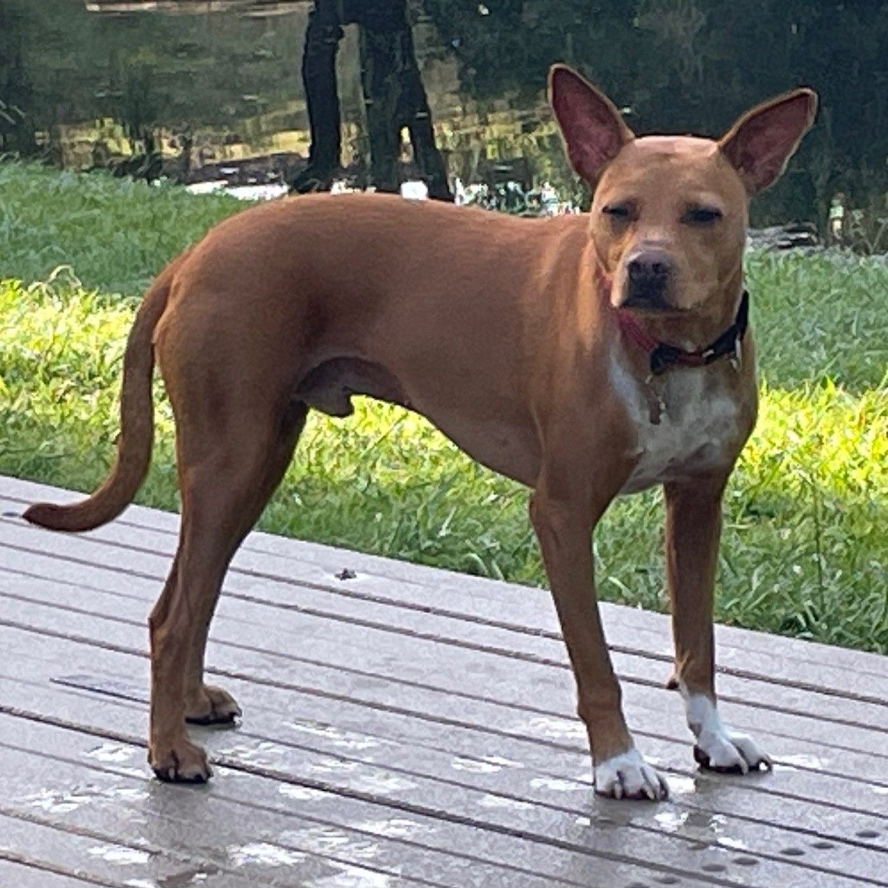 American Staffordshire Terrier Cross dog