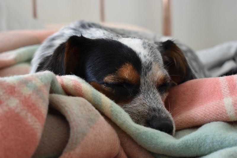 Dog sleeping on blanket in winter