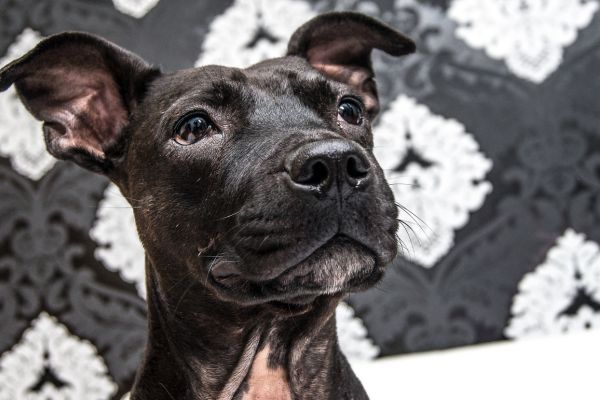 English Staffordshire terrier Mix alert dog