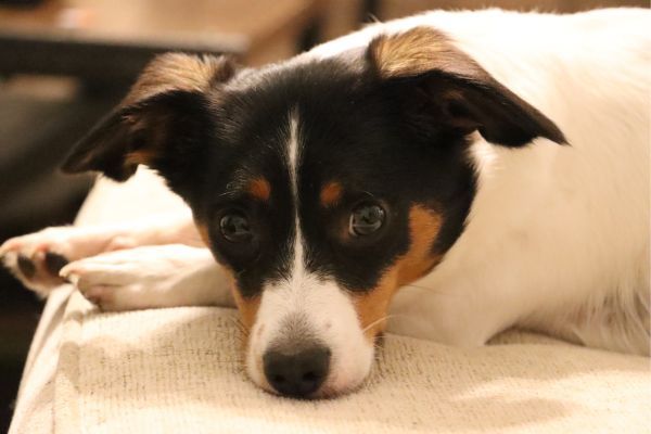 Jack Russell Terrier Cross