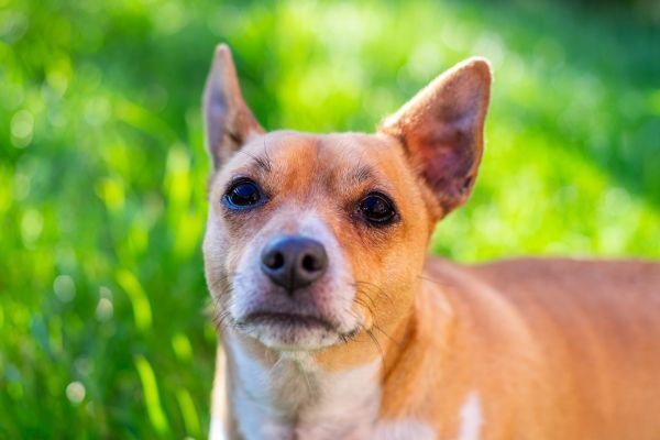 Mixed-breed Jack Russell close up