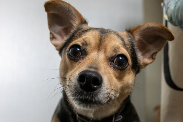 JRT Cross Chihuahua looks at the camera