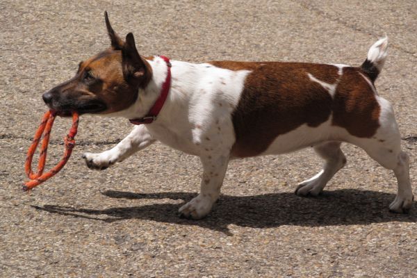 Mixed-breed, Jack Russell Cross Corgi, walking outside with a red rope in its mouth