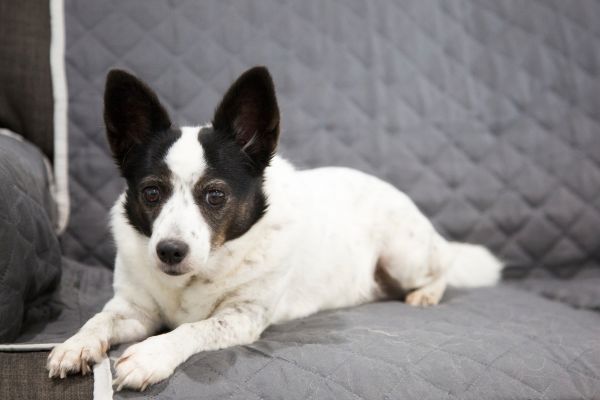 Black and white JRT Cross Papillon