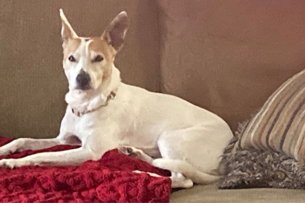 Jack Russell Cross Rat Terrier lies on a red blanket