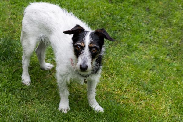 Jack Russell Terrier Cross stands on the grass