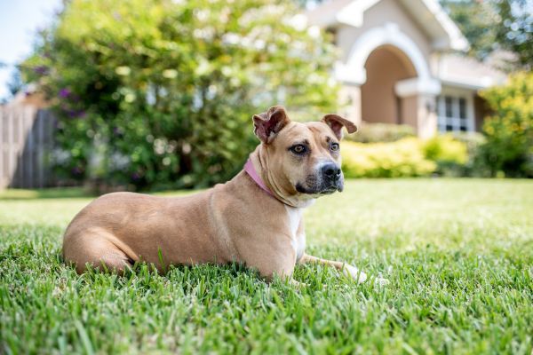 Pit Bull Terrier mixed breed dog