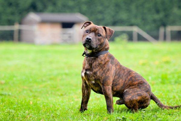 Brown brindle American Staffy cross dog sits in the park