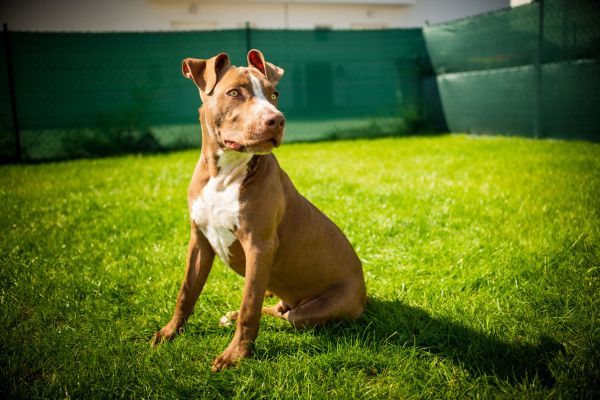 Young Pitbull Staffordshire Bull Terrier