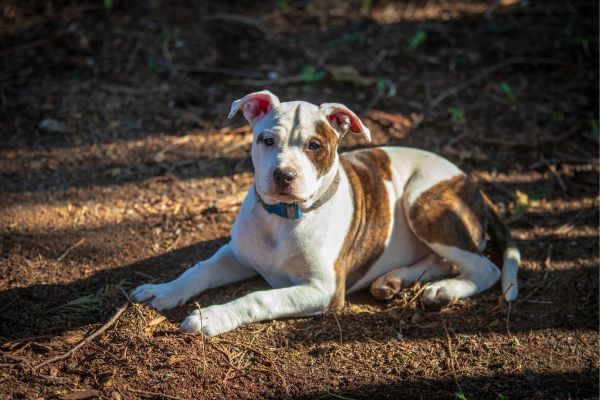 Young mixed breed dog puppy USA