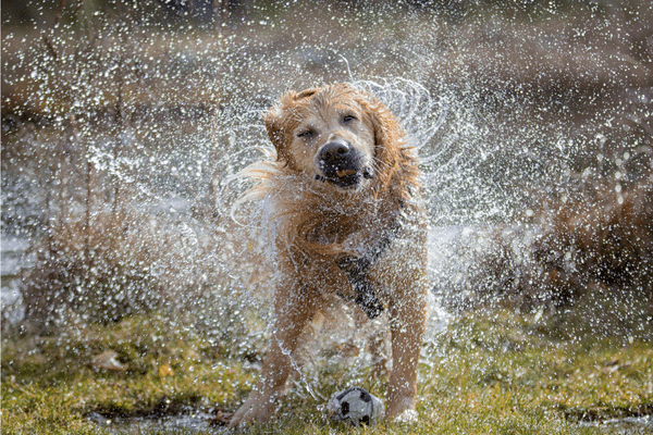 Wet dog with zoomies