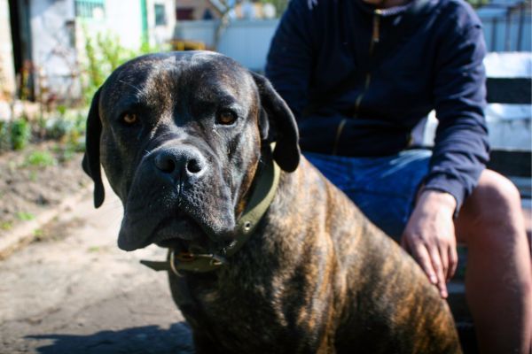 mix between Rottweiler and American Staffordshire Terrier of dark color