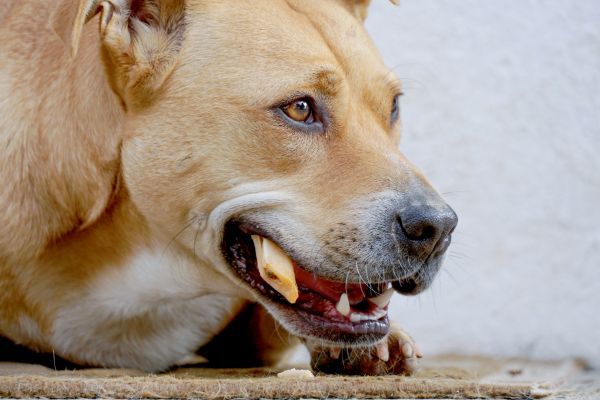 Mixed staffy dog eats a bone close up image