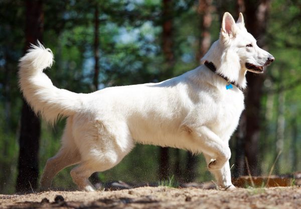 White Swiss Shepherd Dog stands alert in the forest, profile view