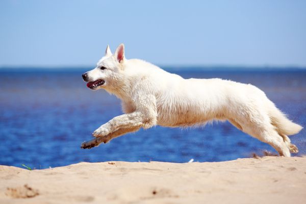 White Swiss Shepherd Dog