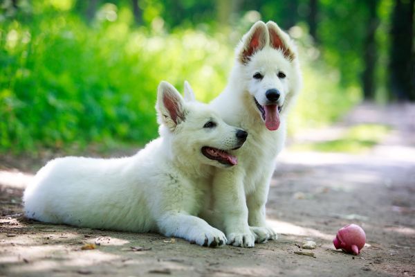 White Swiss Shepherd puppies with a ball