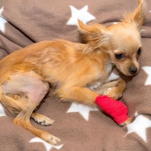 Small dog with red bandage on front right paw to prevent scratching lies on a blanket after surgical correction luxation of the patella in the dog