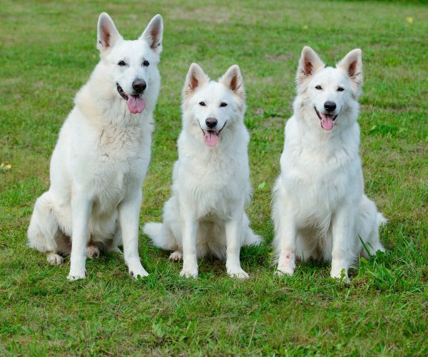 White Swiss Shepherd family portrait