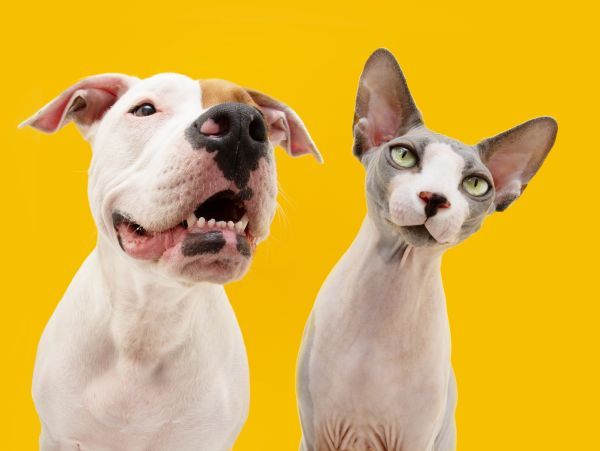 Sphynx Cat and dog making funny faces. Isolated on yellow coloured background.