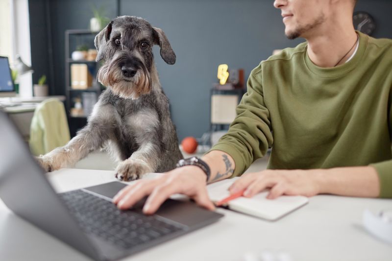 Portrait of curious schnauzer dog looking at laptop next to a young male sitting at a desk in pet friendly office with human working copy space