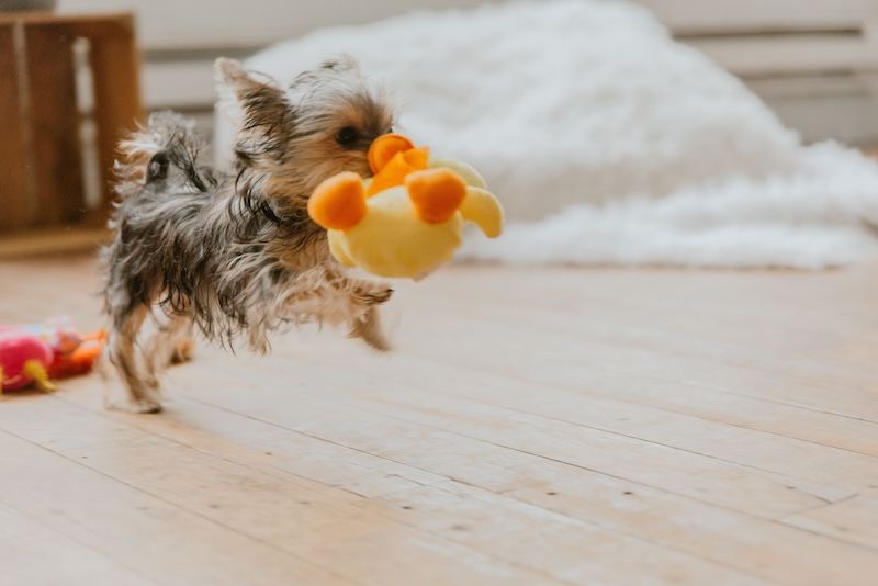Yorkshire Terrier playing with a stuffed duck toy on the floor, Bow Wow Meow, Zoomies