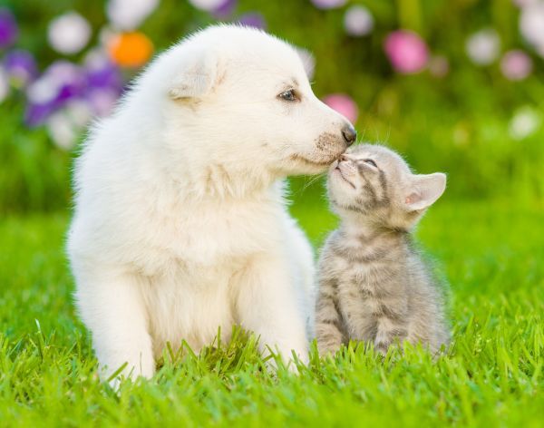 White Swiss Shepherd`s puppy kissing kitten on green grass
