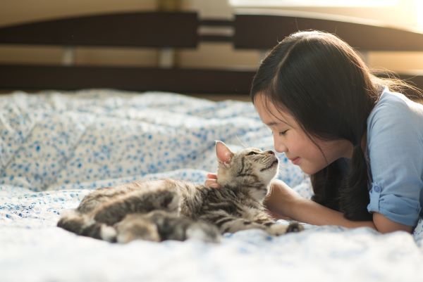Beautiful asian girl lying with american shorthair cat on the bed